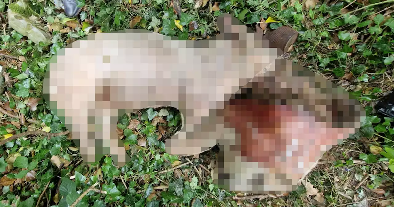 Woman walking in Meath beauty spot finds mutilated carcasses of dead pigs