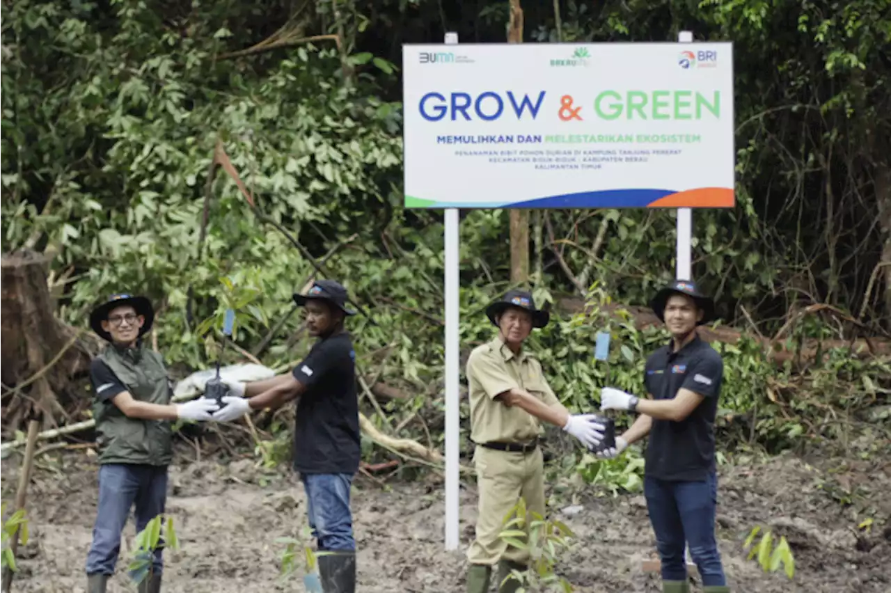 BRI Peduli Grow & Green Salurkan 2.500 Bibit Pohon Durian di Berau