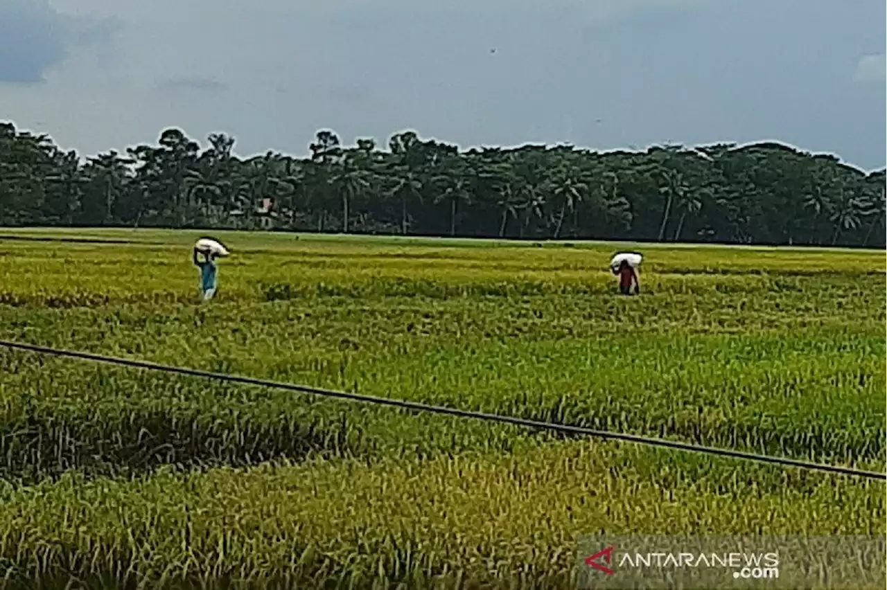 Ya Ampun, Ratusan Hektare Lahan Padi di Cilacap Terdampak Kekeringan