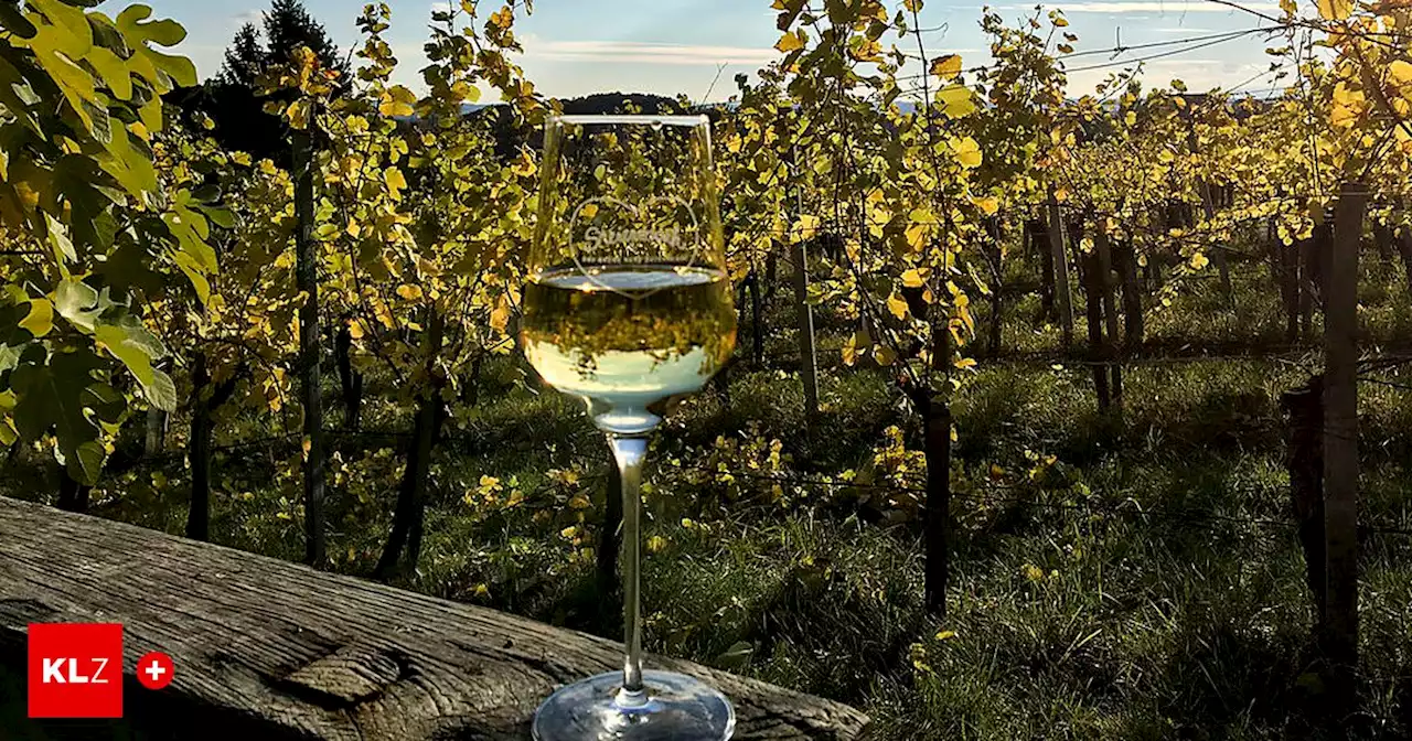 Weinsaison 2023: Feuchter Frühling sorgt bei steirischen Winzern für Vorfreude