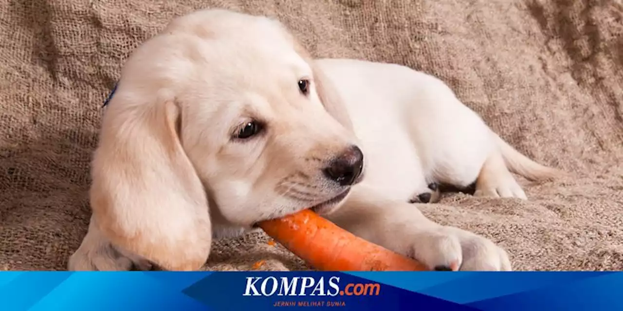 Bolehkah Anjing Memakan Wortel?