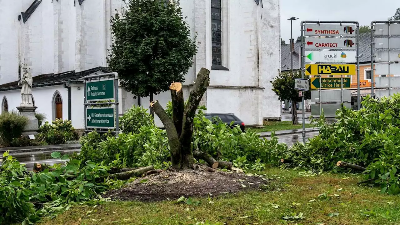 „Baum-Mörder“ muss gemeinnützige Arbeit tun