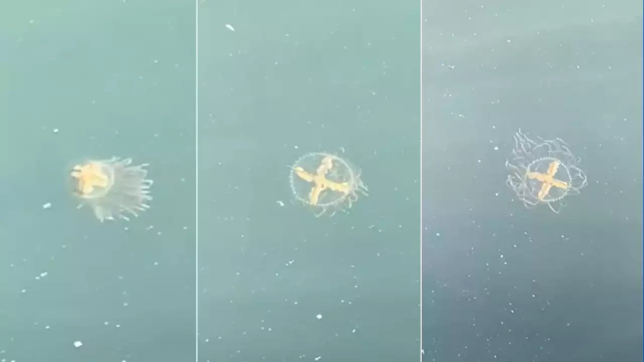 Mysterious jellyfish pulses through Lake Merritt