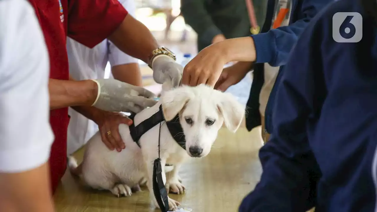 Dinkes DKI Sediakan 2 RSUD Rujukan, Antisipasi Rabies di Jakarta