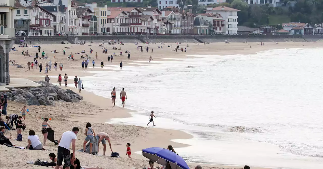 Une algue toxique prolifère sur la côte basque et inquiète les autorités