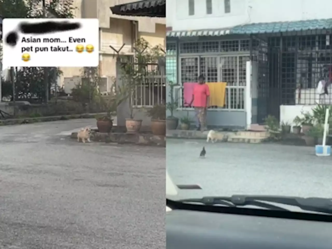 Obedient dog called back home by owner holding a hanger wins hearts on TikTok (VIDEO)