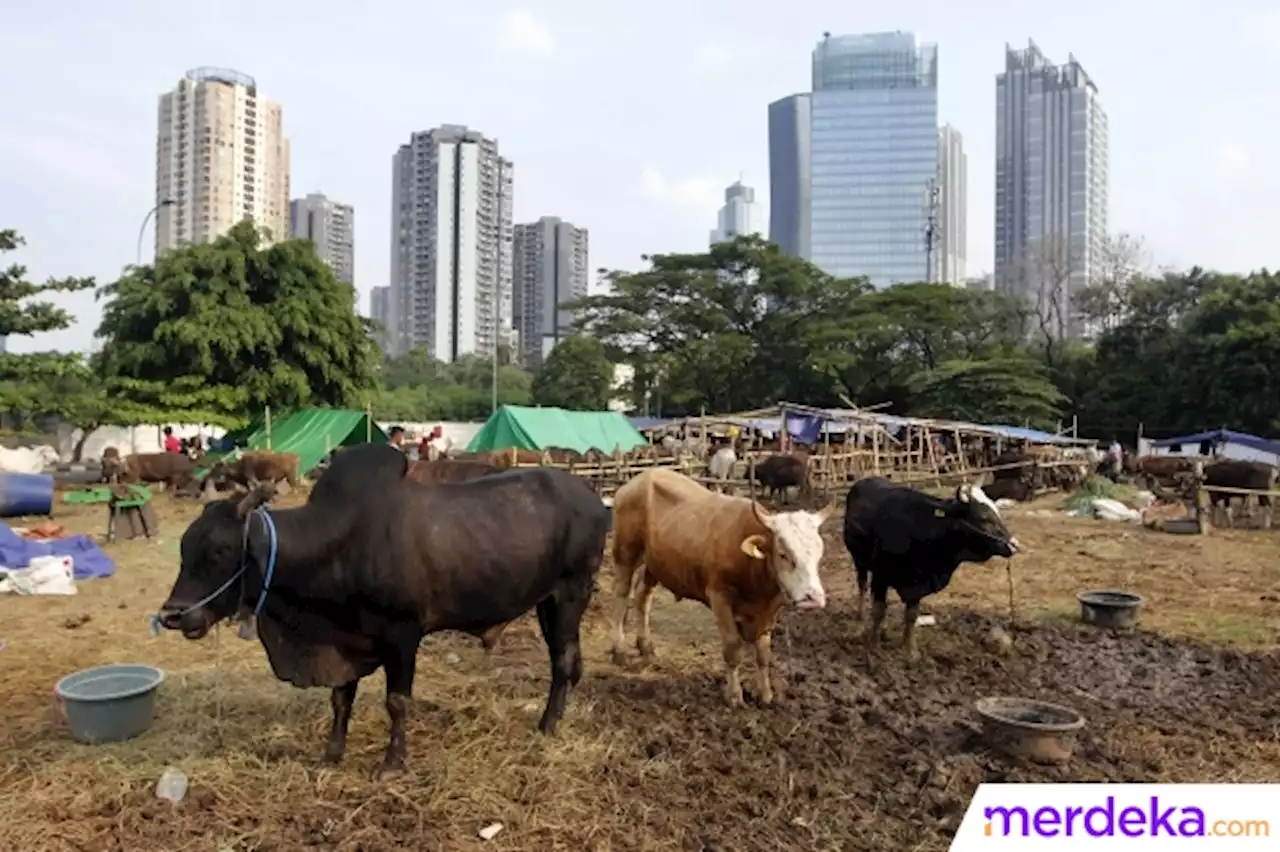 Foto : Pedagang Hewan Kurban Mulai Menggeliat Jelang Idul Adha | merdeka.com