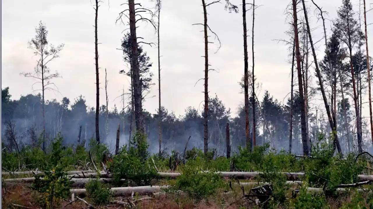 Nach Waldbrand in Jüterbog: Neues Leben auf der Fläche