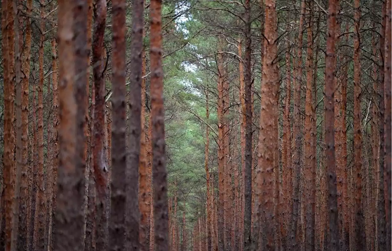 Unbekannte sägen in Wackersdorfer Wald 15 Bäume ab – 300 Euro Schaden