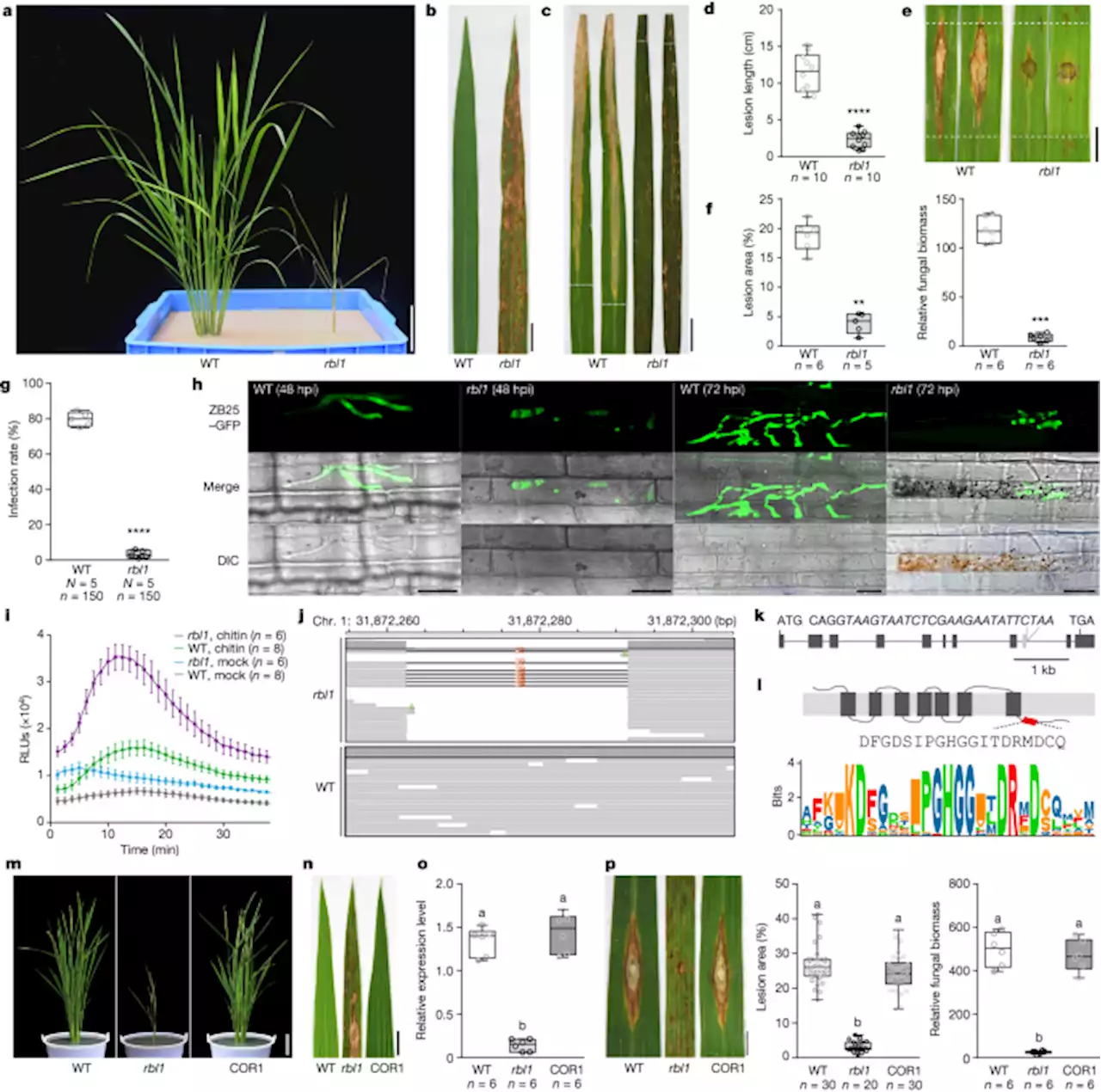 Genome editing of a rice CDP-DAG synthase confers multipathogen resistance - Nature