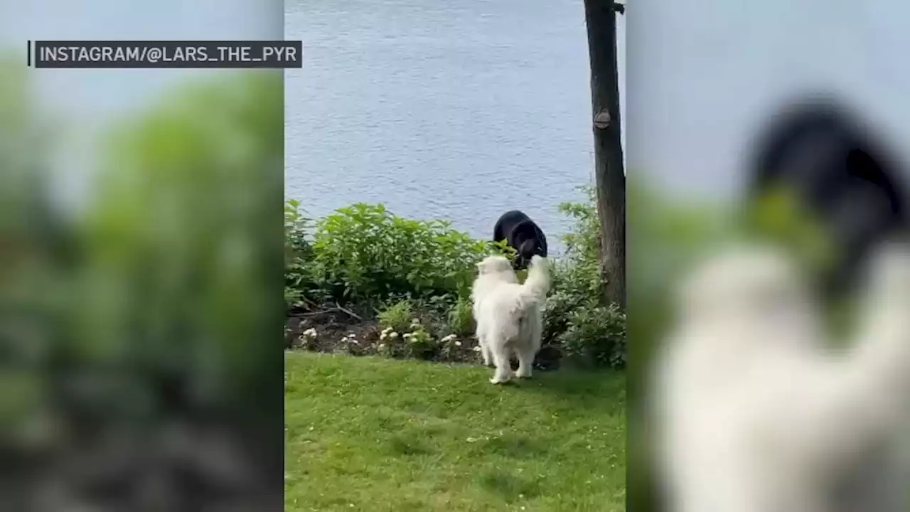 Caught on camera: Family's dog and black bear face off in Cohasset yard