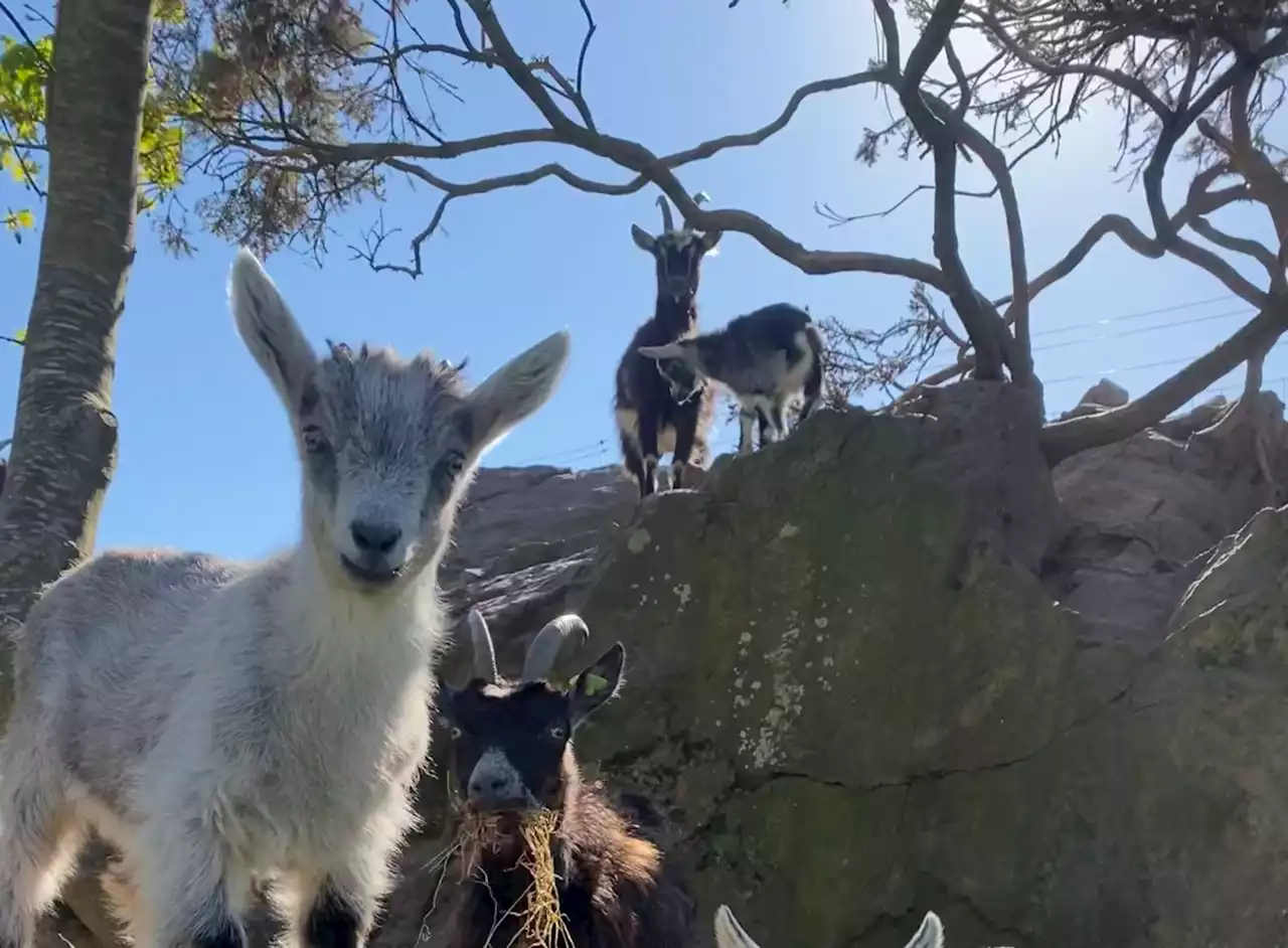 Winner chosen for Howth Head kid goat naming competition