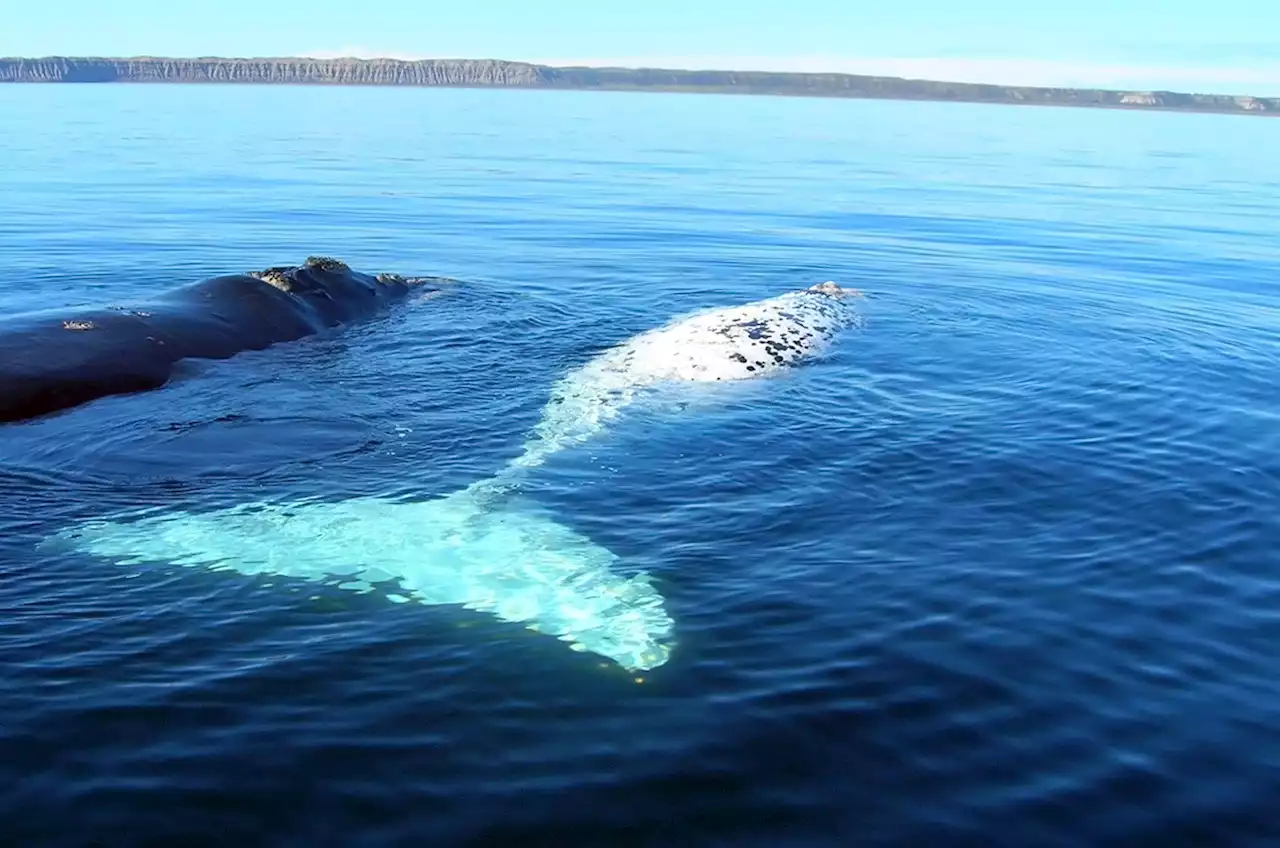 Albino whale spotted near coast might be famous humpback Migaloo