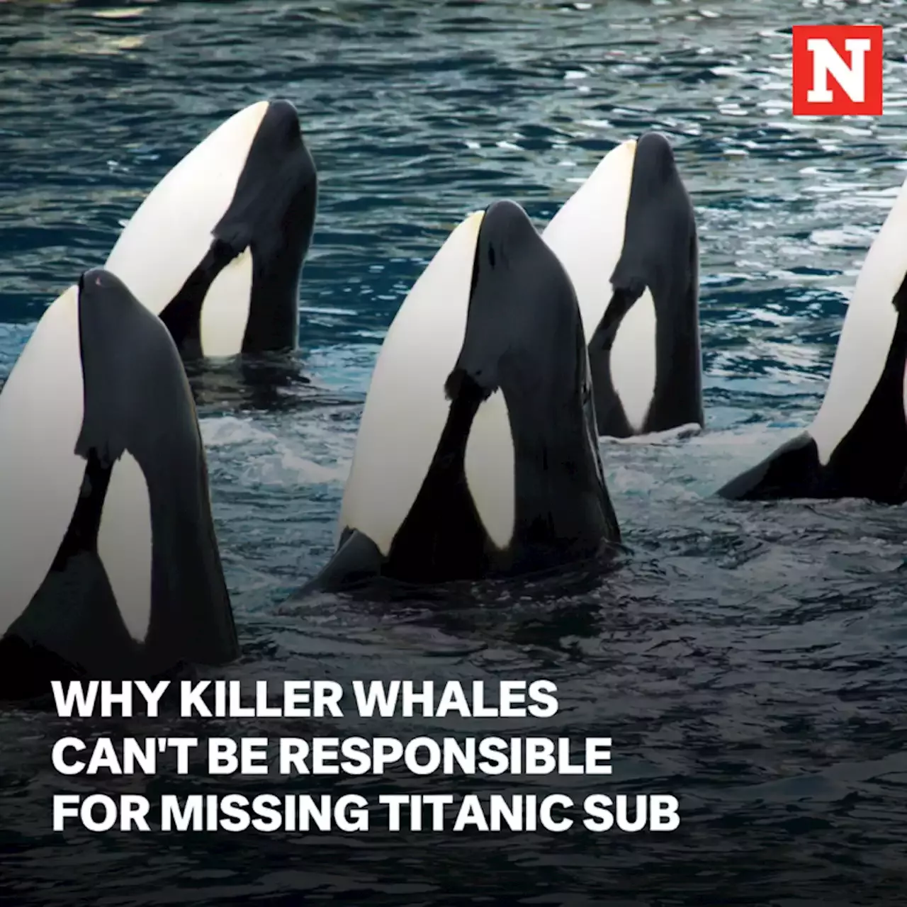 Why killer whales can't be responsible for missing Titanic sub | United ...