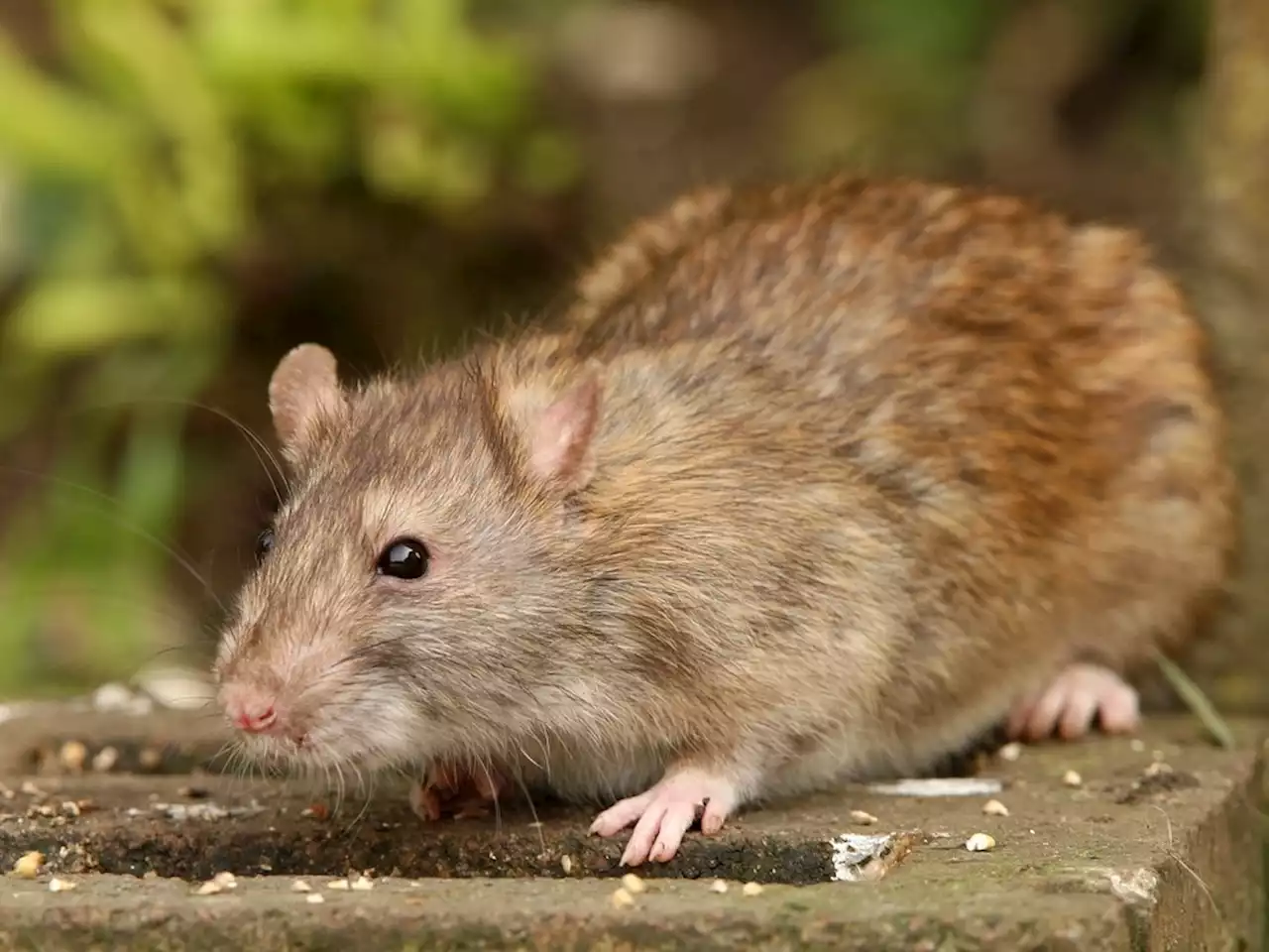 VERMIN: New working group studies Ottawa's 'massive' rat problem