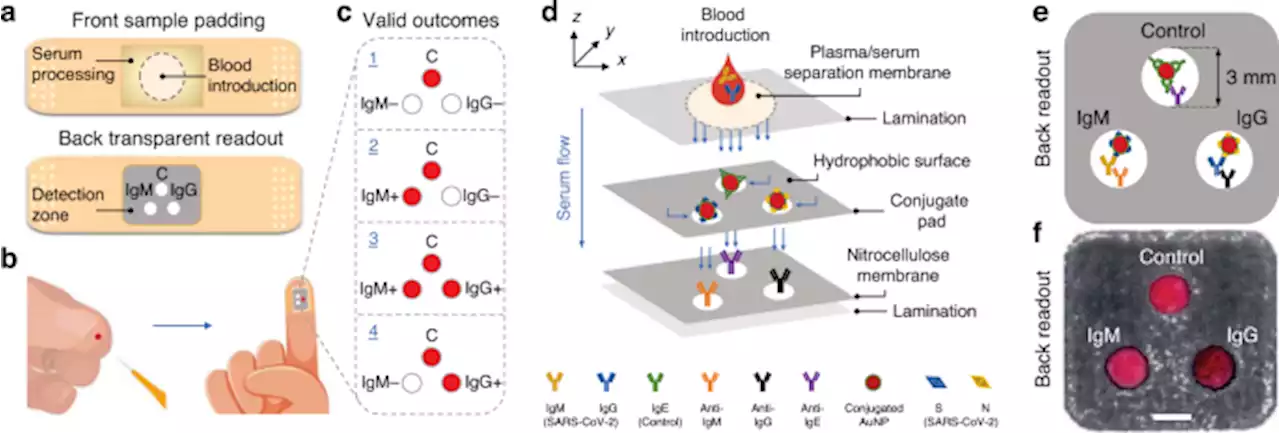 Spike- and nucleocapsid-based gold colloid assay toward the development of an adhesive bandage for rapid SARS-CoV-2 immune response detection and screening - Microsystems & Nanoengineering