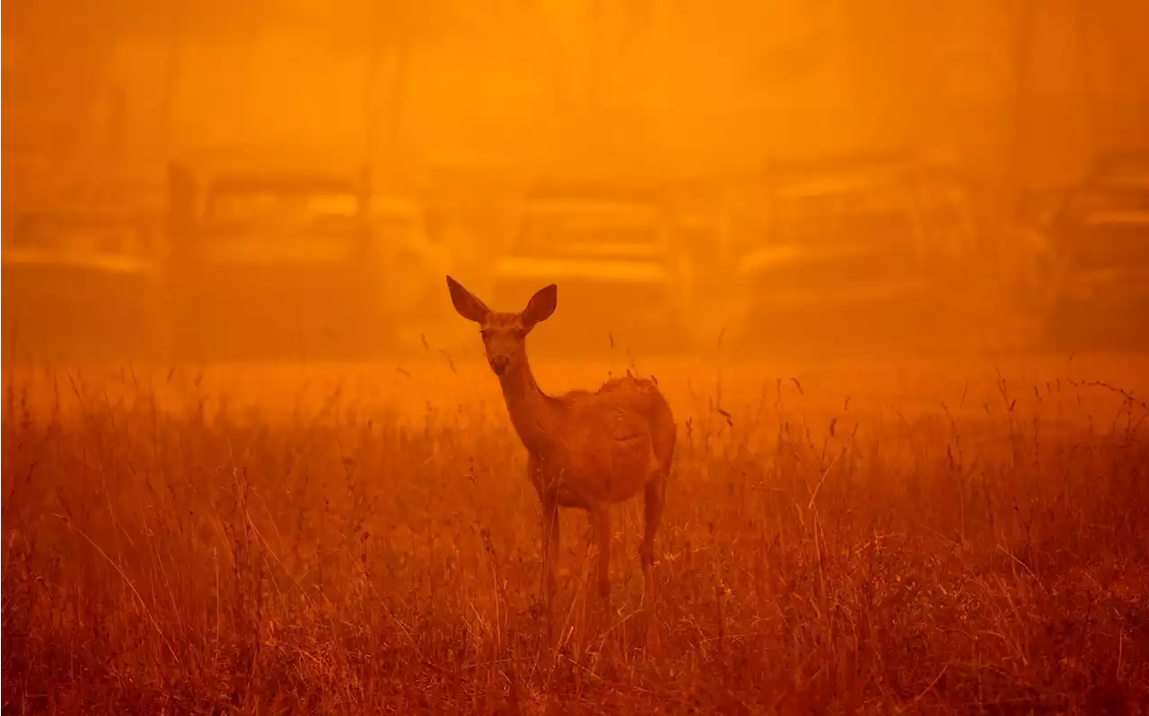 Clouds of wildfire smoke are toxic to humans and animals alike