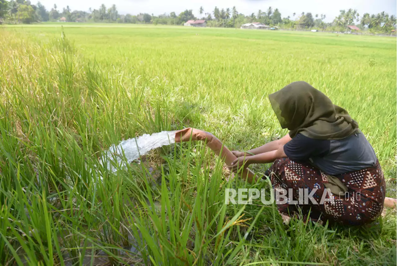 Ratusan Hektare Lahan Padi di 4 Kecamatan Cilacap Terdampak Kekeringan |Republika Online