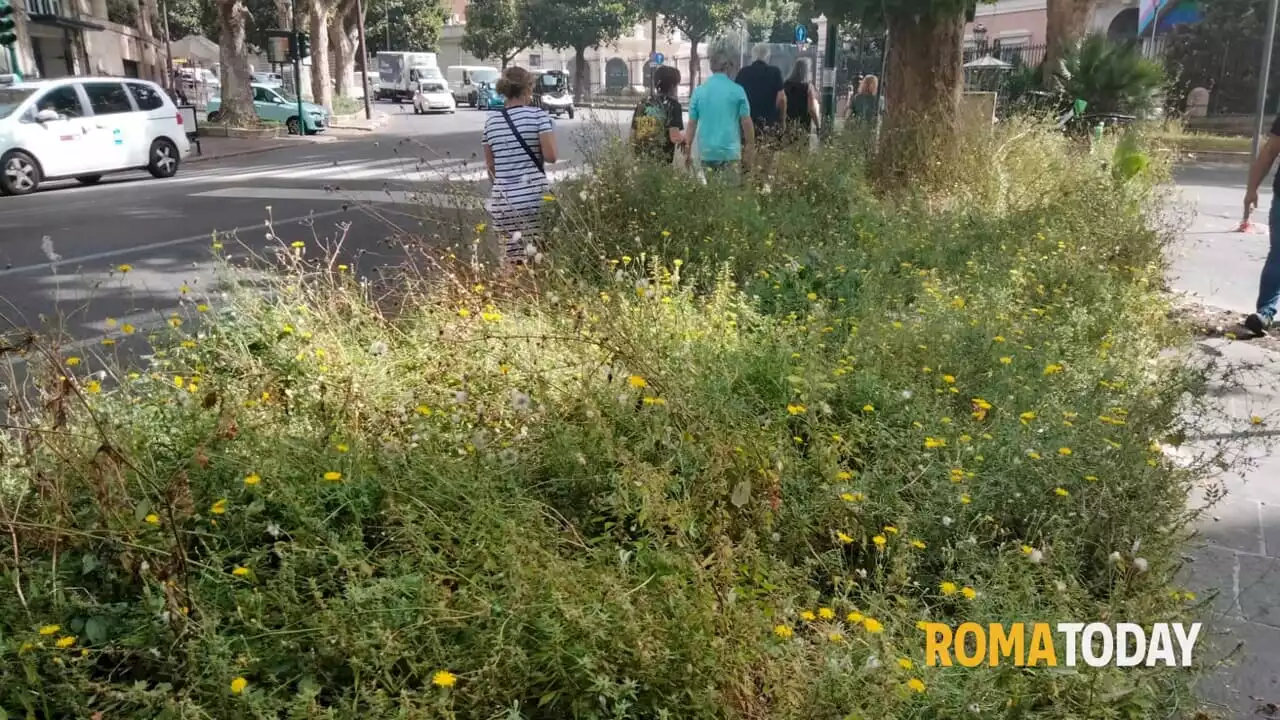 Via Veneto, la “Dolce Vita” resta un miraggio: marciapiedi e aiuole sono invasi dalle erbacce