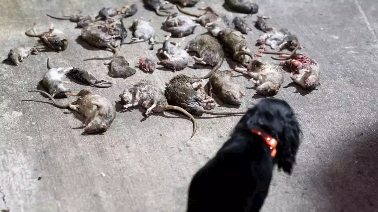 This city is recruiting dogs and cats in its war against rats