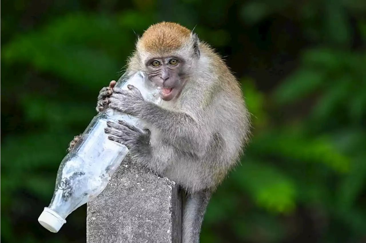 BBC exposes global network of sadistic monkey torture; at least 20 people being investigated