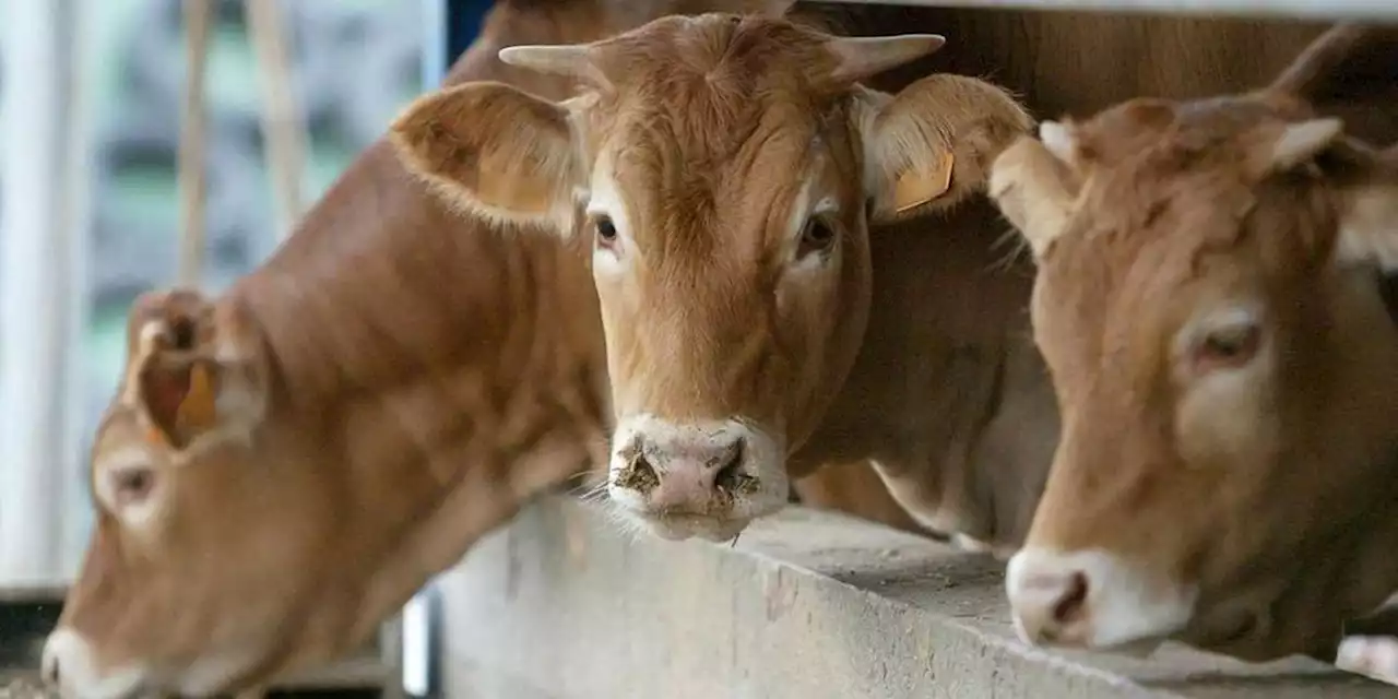 Orages : une vingtaine de vaches foudroyées dans le Cantal