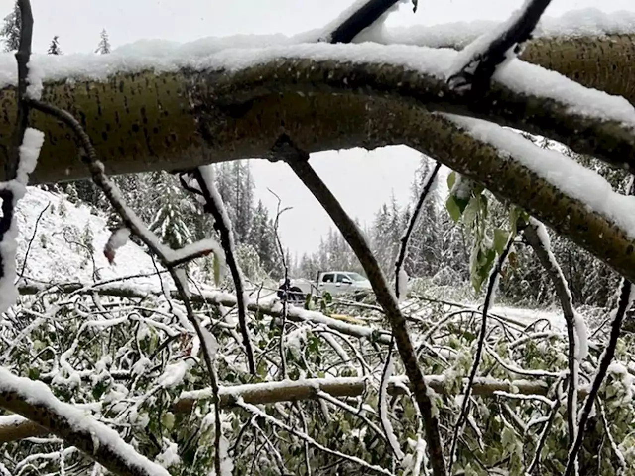 'Welcome to Junuary': Up to 25 cm of snow forecast for Banff and Jasper national parks