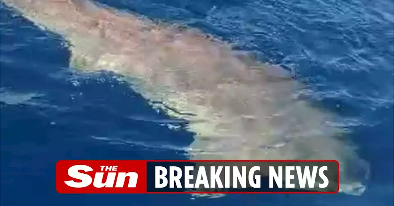 Massive shark spotted off Majorca in THIRD sighting near Spanish coast