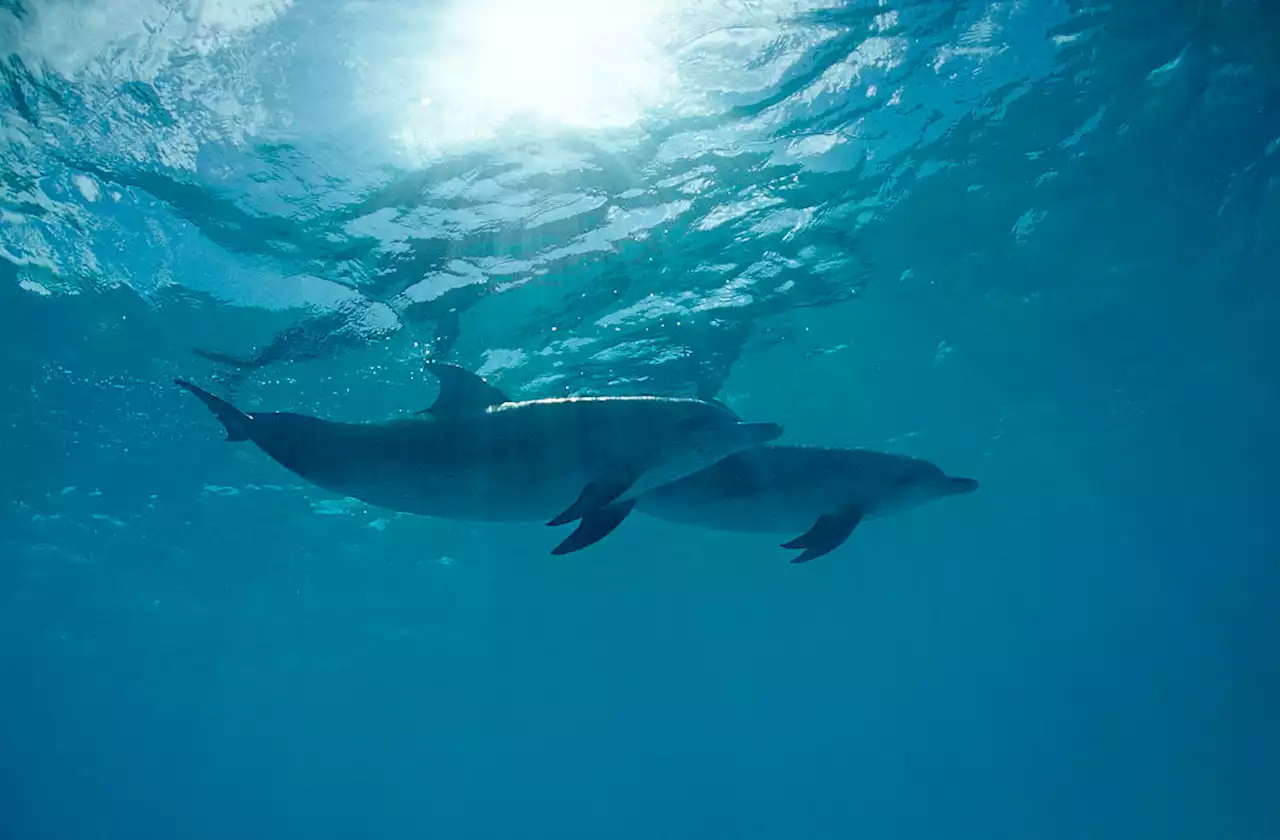 U.N. Members Adopt First-Ever Treaty to Protect Marine Life in the High Seas