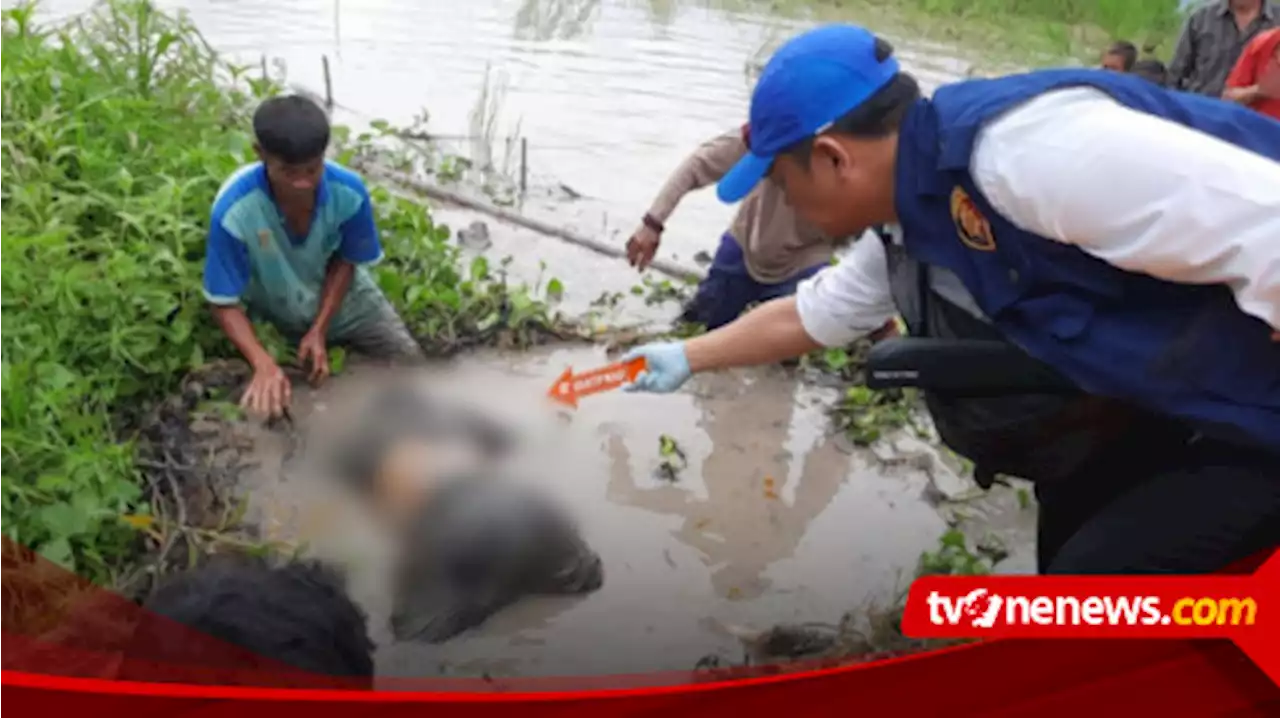 Geger! Penemuan Mayat Terkubur dalam Lumpur Kejutkan Warga Desa Batu Ampar