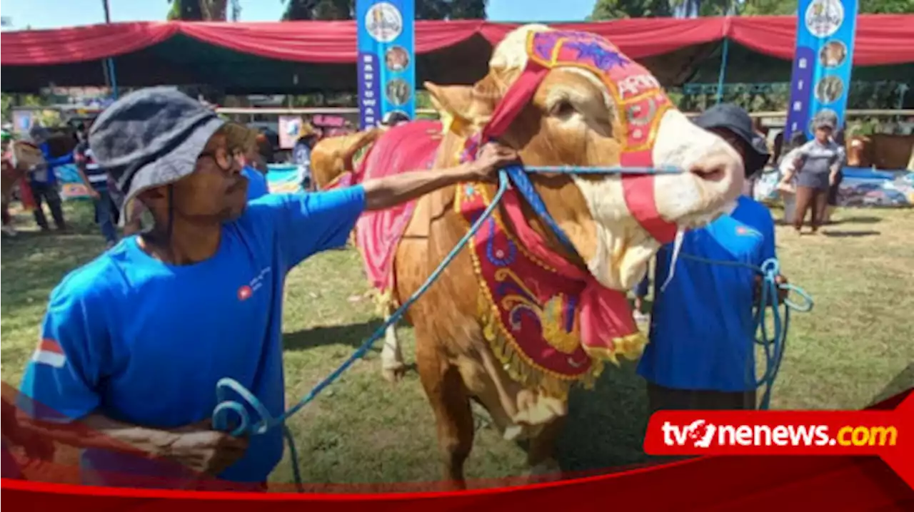 Juara Kontes Ternak Banyuwangi, Sapi Berbobot 1,136 Ton Dijual Rp200 Juta