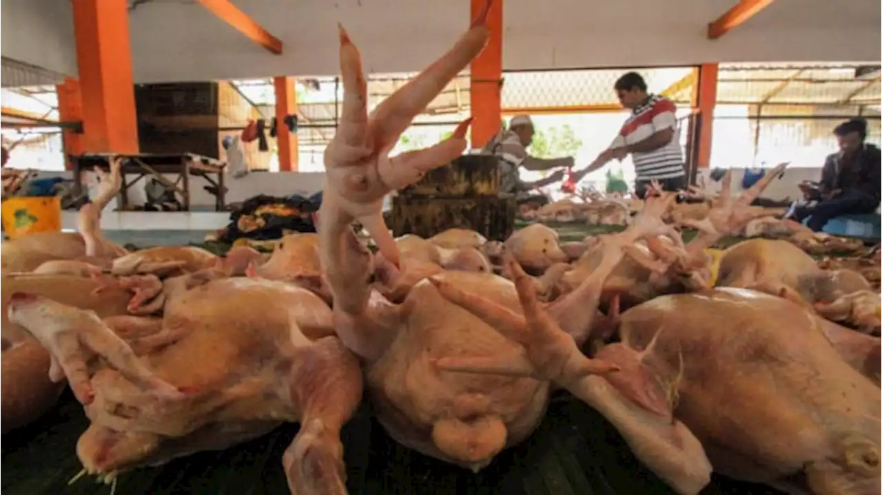 Daftar Harga Pangan 20 Juni 2023: Daging Ayam hingga Bawang Turun