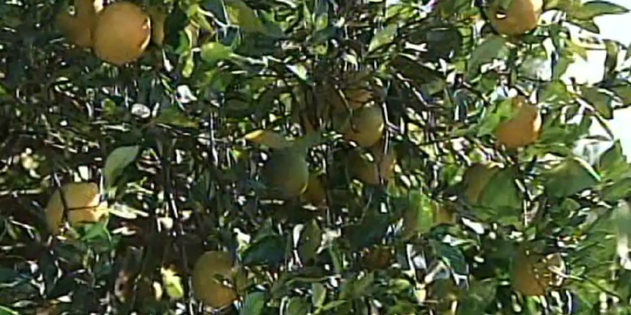 Florida’s citrus crop shrinks to smallest in nearly 100 years