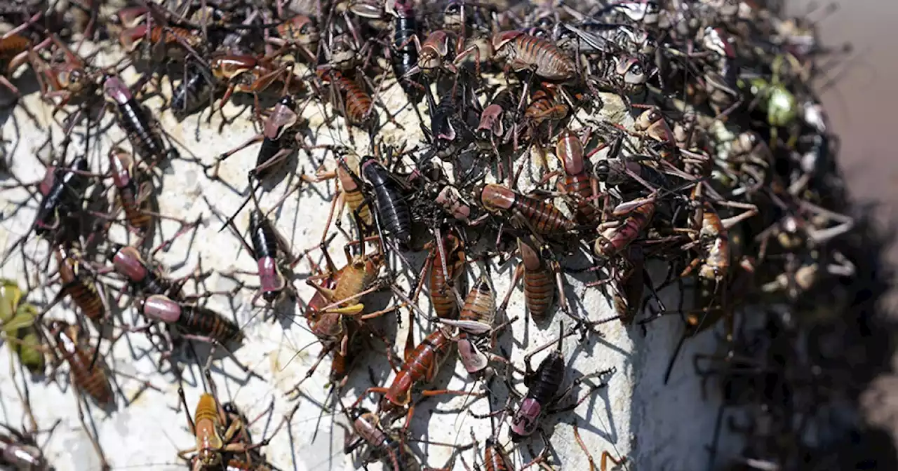 Blood-red crickets invade Nevada town, residents fight back with brooms, leaf blowers, snow plows