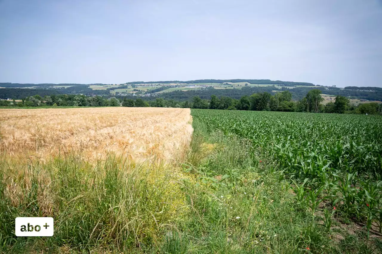 Warum der Mais Wasser bekommt und das Getreide nicht