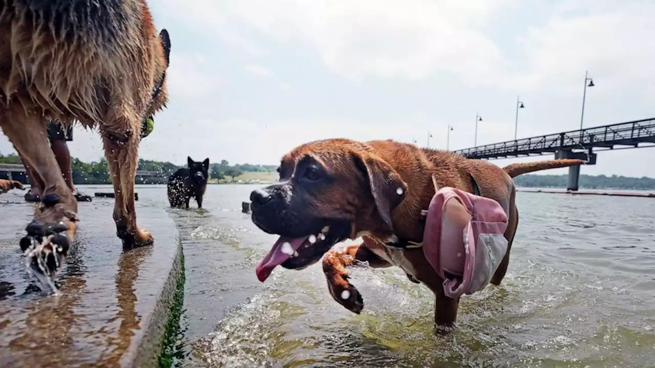 Texas sweltering under record-breaking temperatures