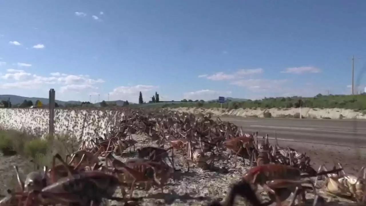 Mormon crickets invade Nevada town, residents fight back with brooms, leaf blowers, snow plows