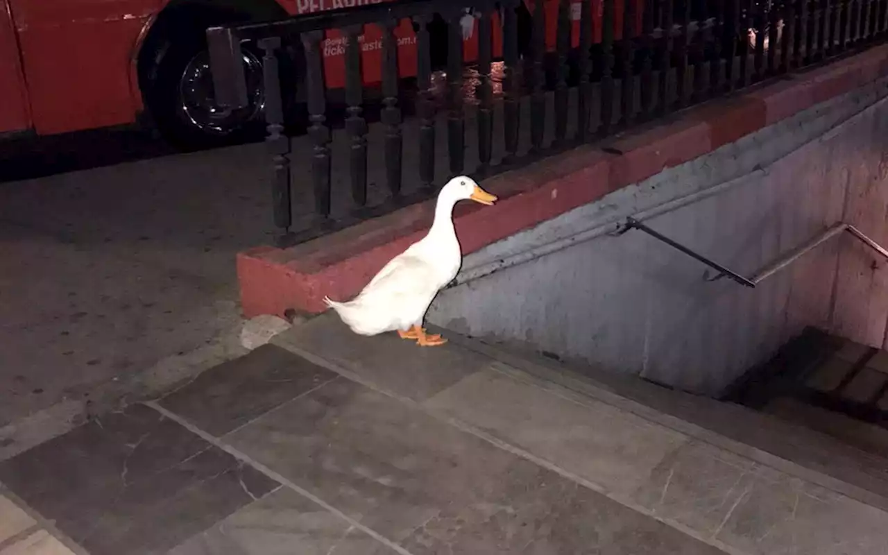 ¿¡Cuak!? Pato escapa del lago de Chapultepec e intenta huir en metro