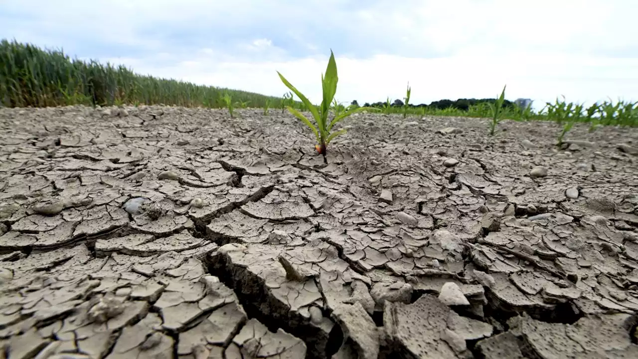 Dürre in Deutschland: Der Kampf ums Wasser hat auch eine gute Seite