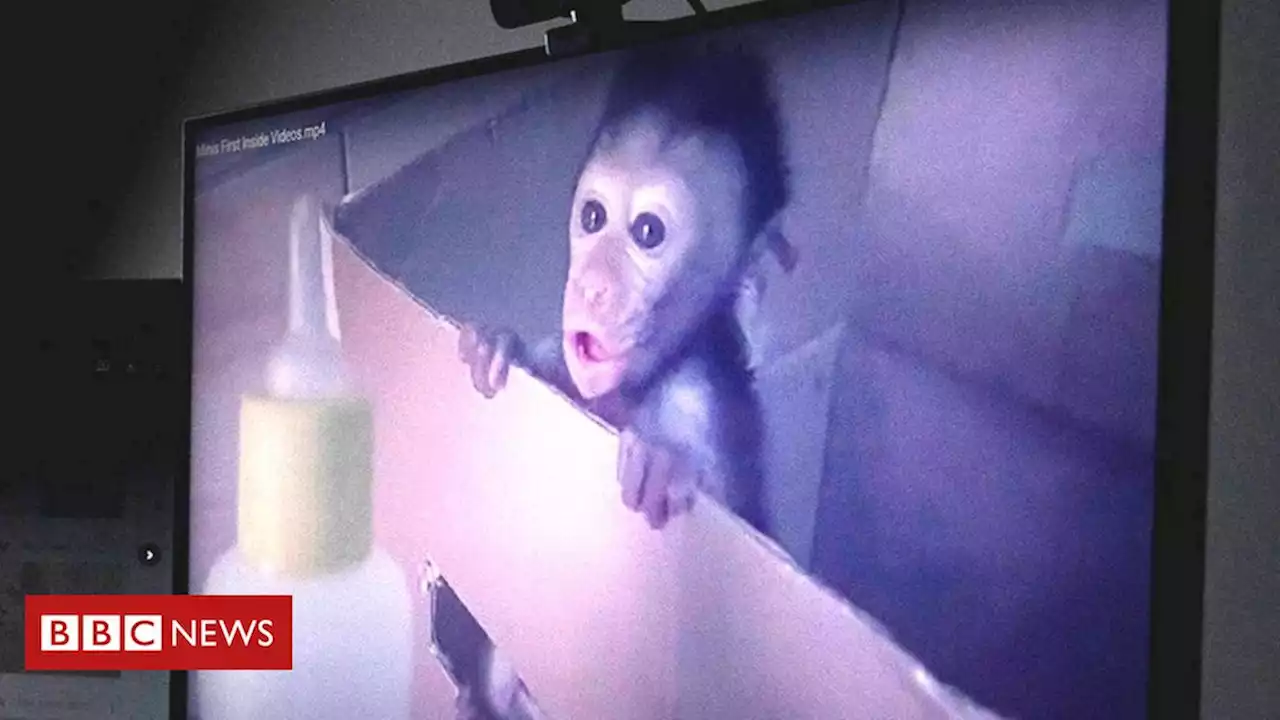 A rede global de tortura sádica de macacos revelada pela BBC - BBC News Brasil