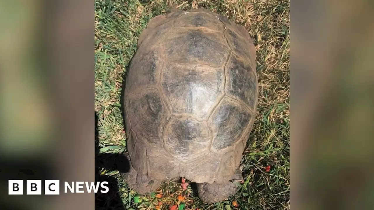 Tortoise, 85, returns home after five-day search in Guernsey