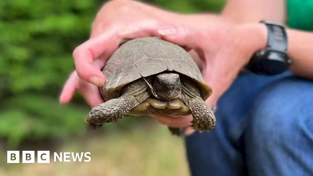 Tortoise does a runner - a mile across busy town