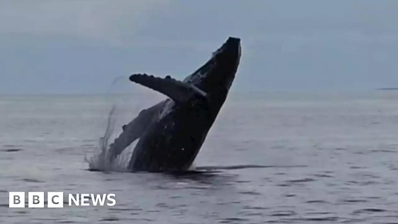 Donegal: Humpback whale sighting like 'lottery win'