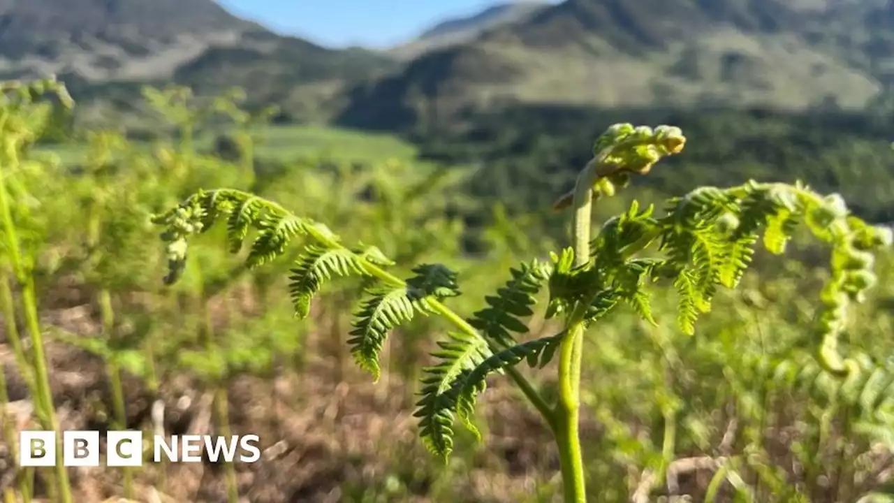 Farmers denied emergency use of banned chemical for bracken control