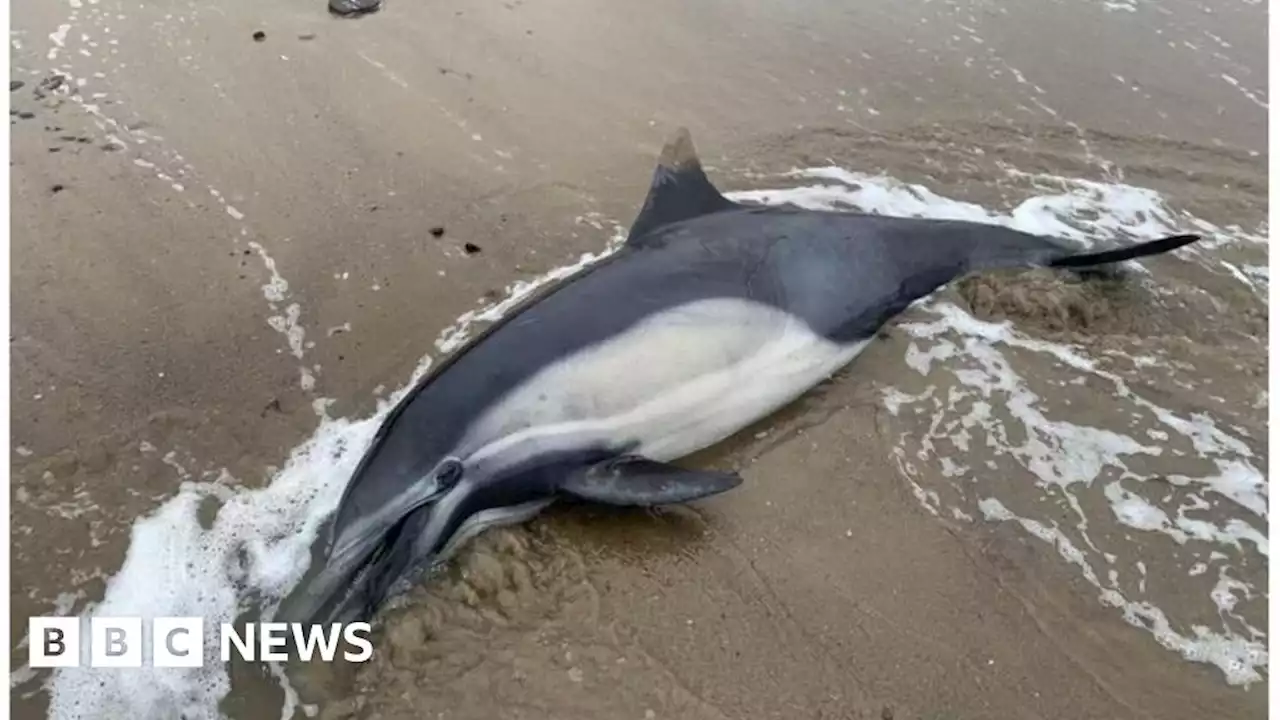 Toxic algae kills hundreds of dolphins and sea lions on California coast