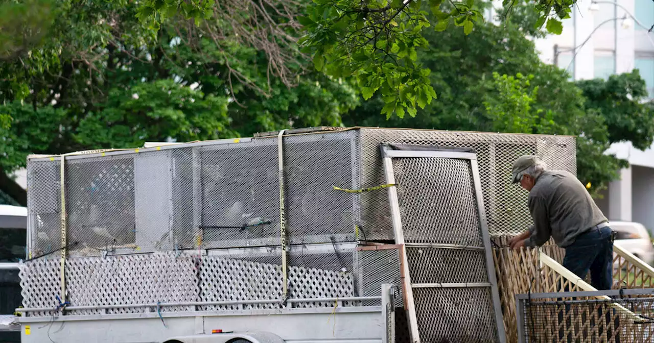 Toronto is forcibly relocating thousands of Canada Geese outside the city