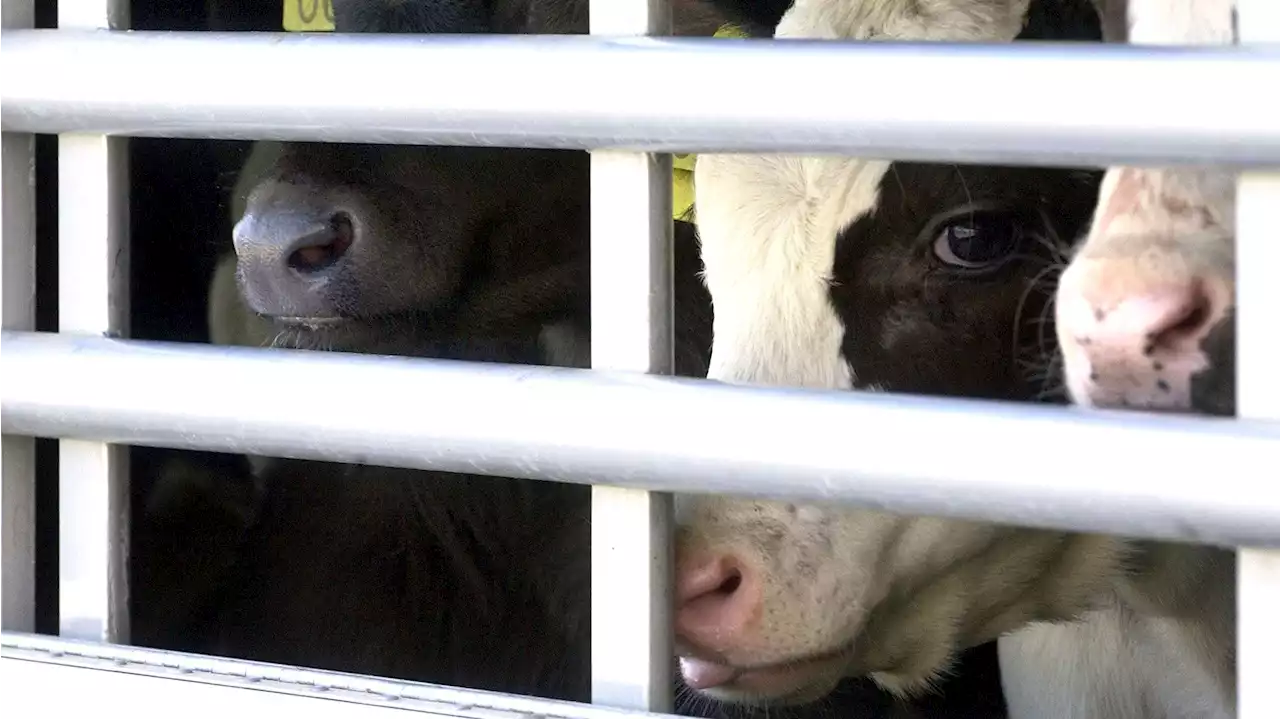 Tiertransporte: Das gnadenlose Geschäft mit den Kälbern