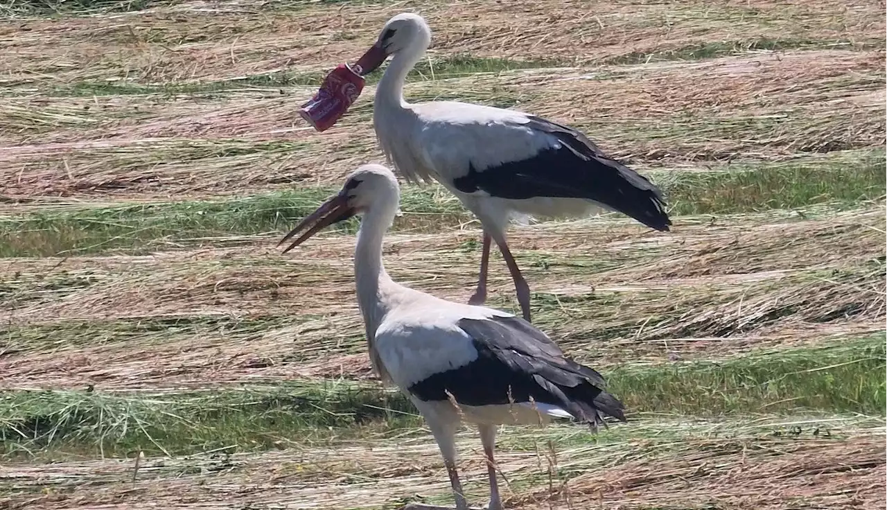 Cola-Storch nach zwei Wochen von Dose befreit