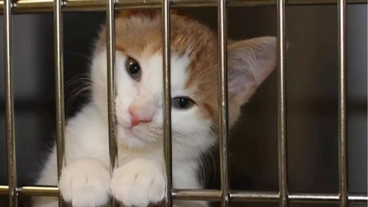 Pet pantries, food banks see growing demand amid 'difficult time' for pet owners | CBC News