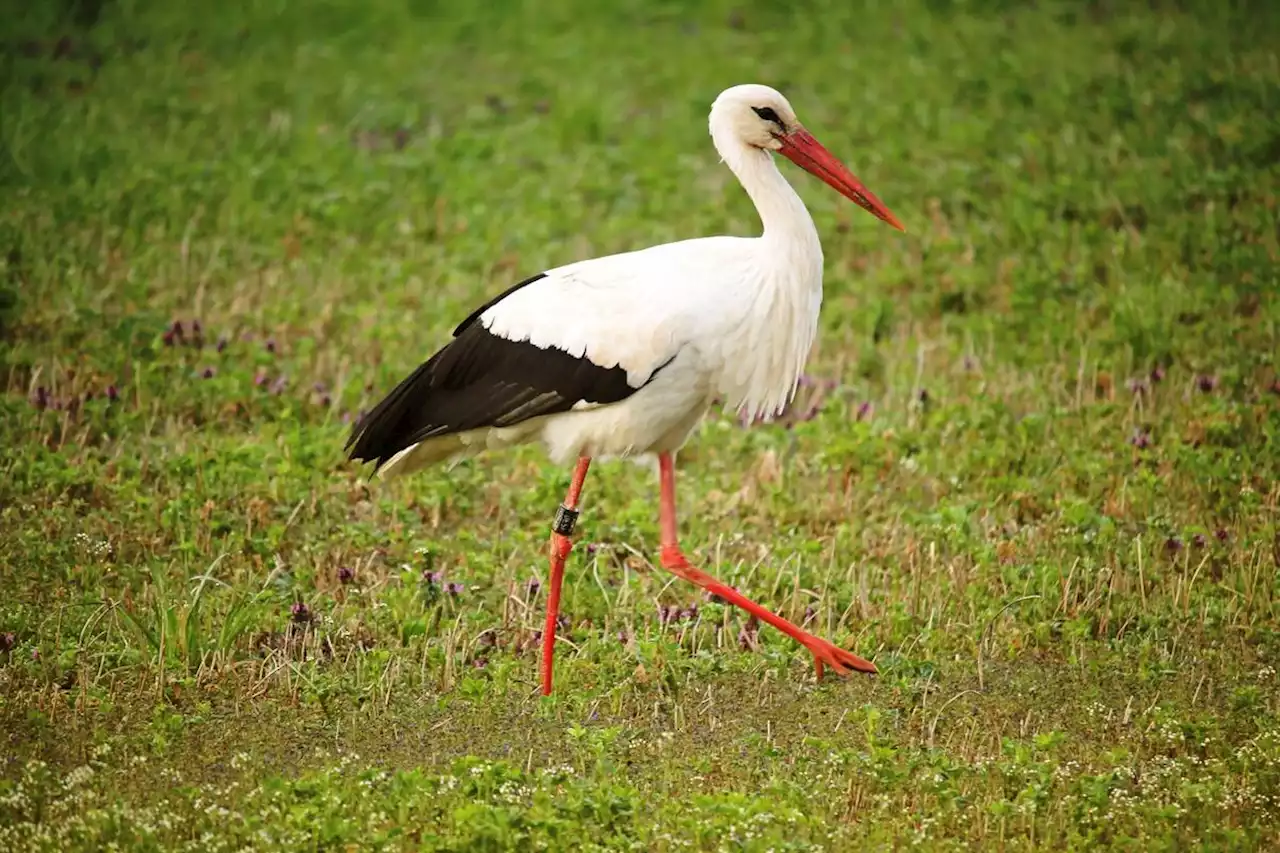 Haute-Saône : un oiseau provoque l’émotion générale pour une raison honteuse - Closer